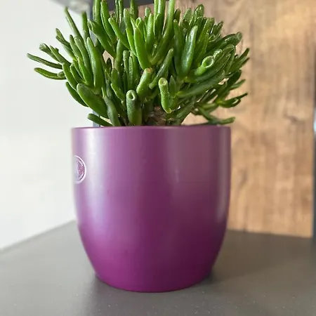 Grandpa Garo Апартаменти Задар